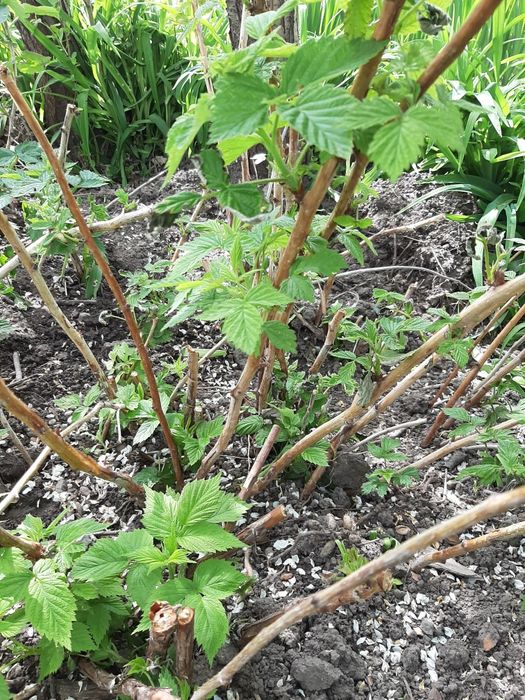 Продам малину. Сорт "полка"