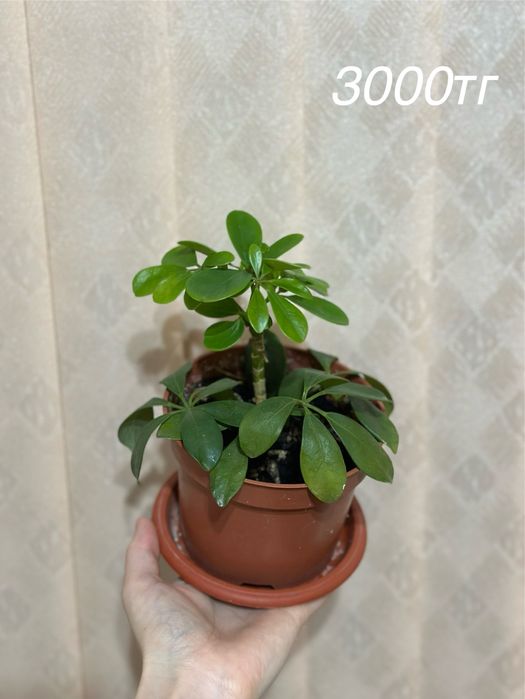 Үйде өсіріліп жатқан гүлдер сатылады