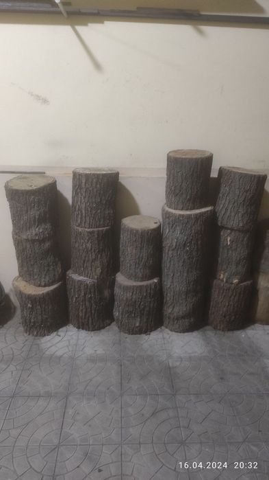 Кунда касоблар учун чинор ва тут