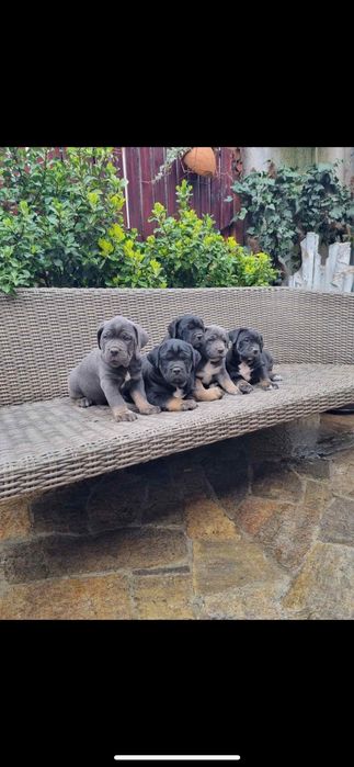 Кане корсо ферментино с родословие