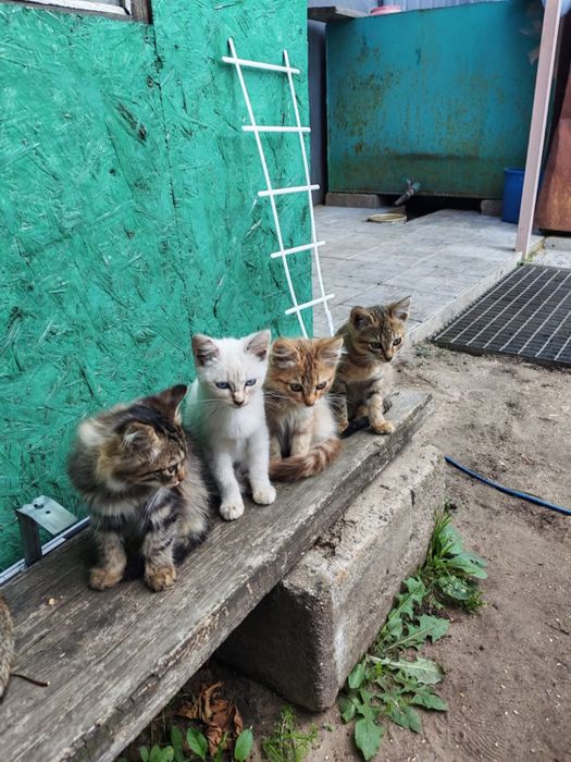Котята в добрые руки