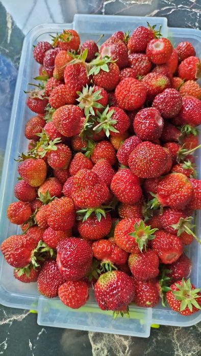 Саженцы ремонтантной клубники