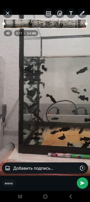 200т Балык сатылады