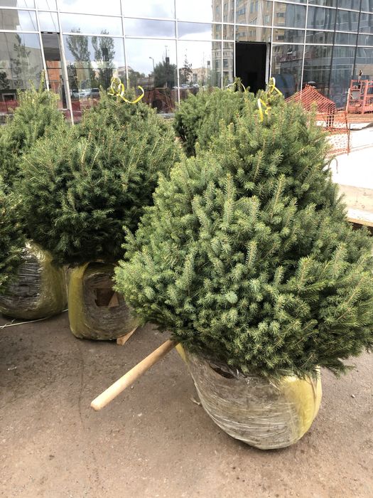 Озеленение под ключ