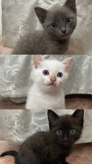 Котята 2 месяца. Доставим сами