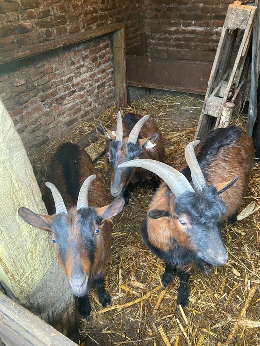 Vând 4 capre și 2 țapi alpin francez