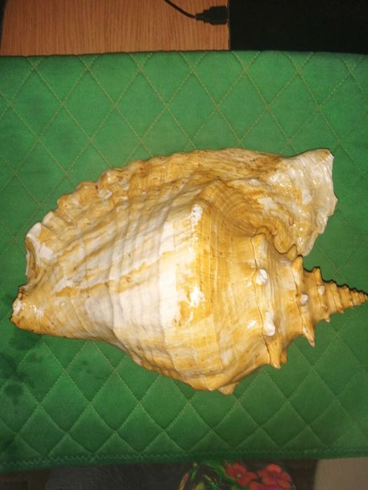 Ракушки для декора