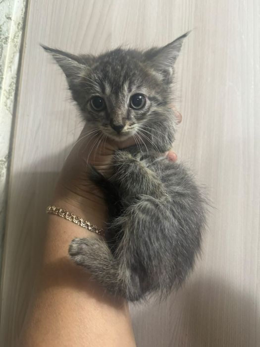Отдам котят девочки
