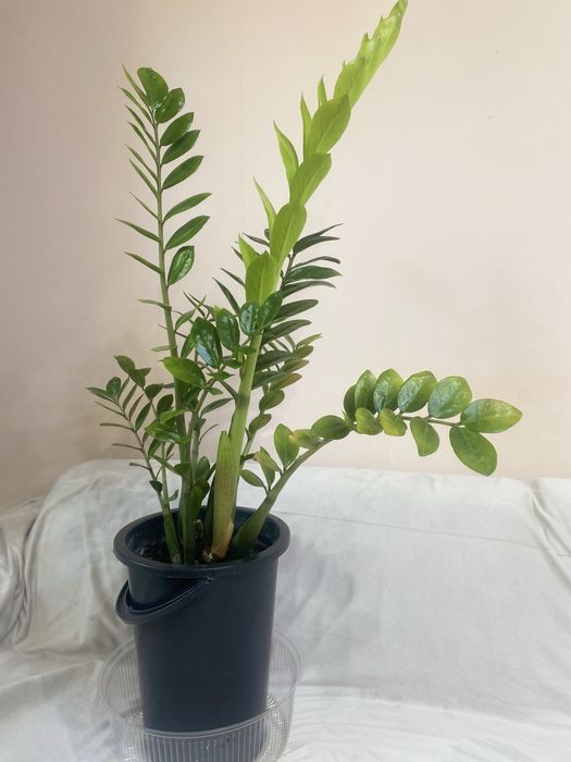 Цветы Доллар большой