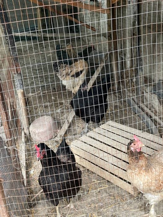 Tovuq va xôrozlar sotiladi