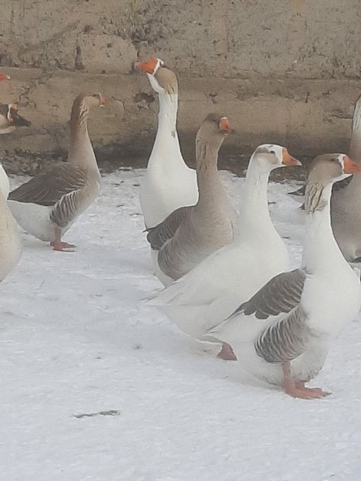 Гуси на племя и на мясо