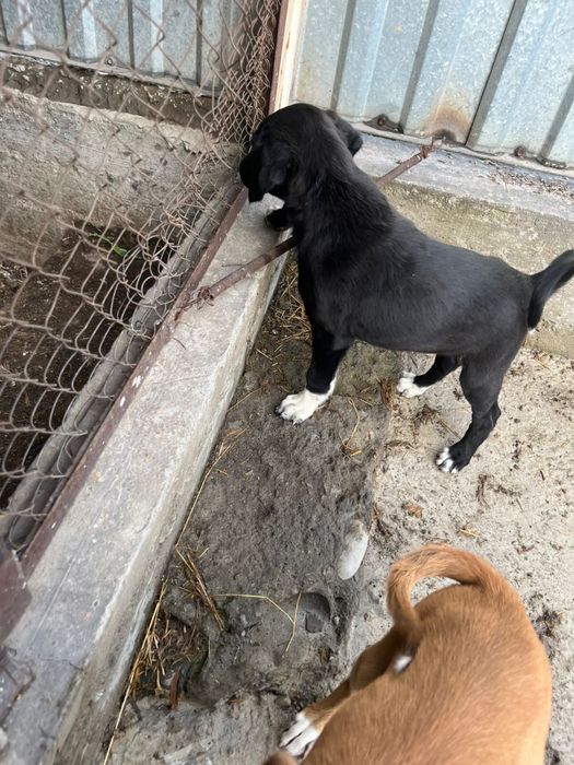 Отдам щенков помеси Тазы и Лайки