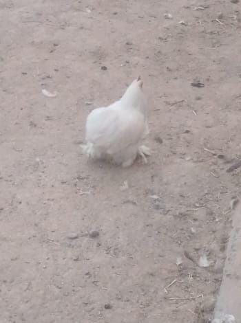 Карлик Кохинхин продается