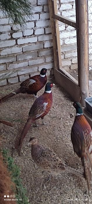 Кафказ фазанлар сотилади