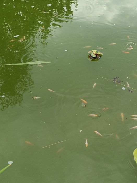 Puiet  crap koi de vânzare