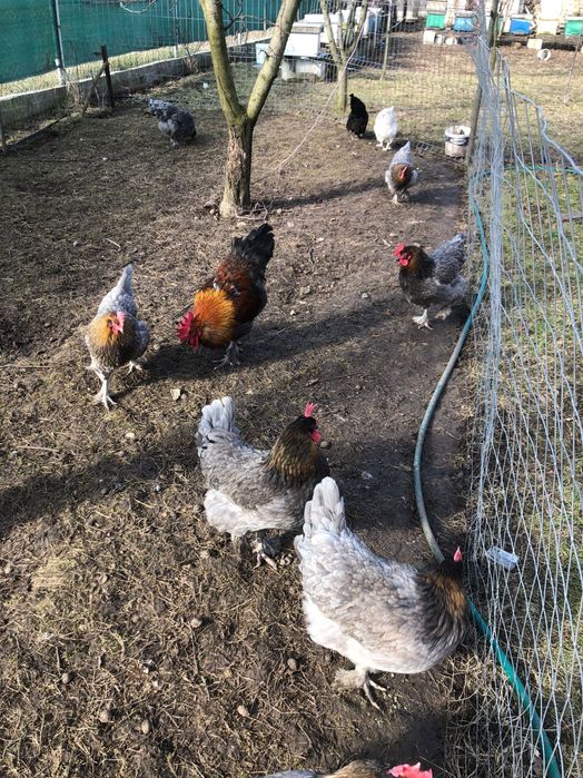 Vand oua marans și ameraucana