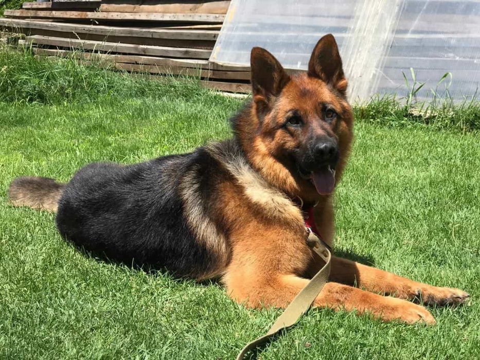 Пропала Собака  ! Город Алматы