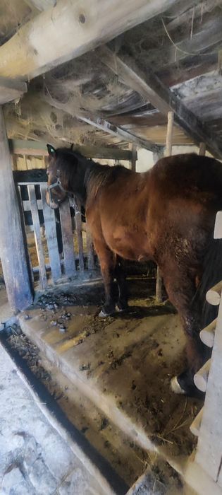 ұрғашы тай 2жасар