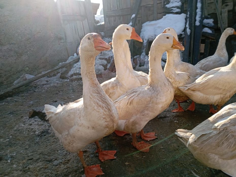 Продам домашних курей гусей и уток