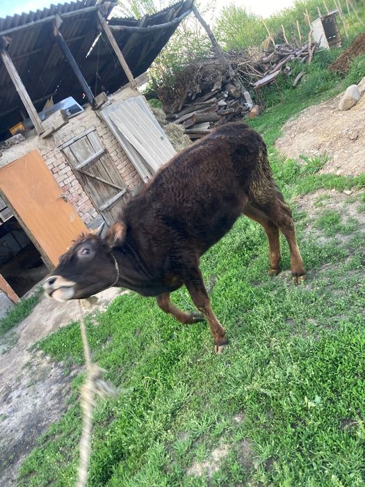 Продам тёлку 9 месяцев