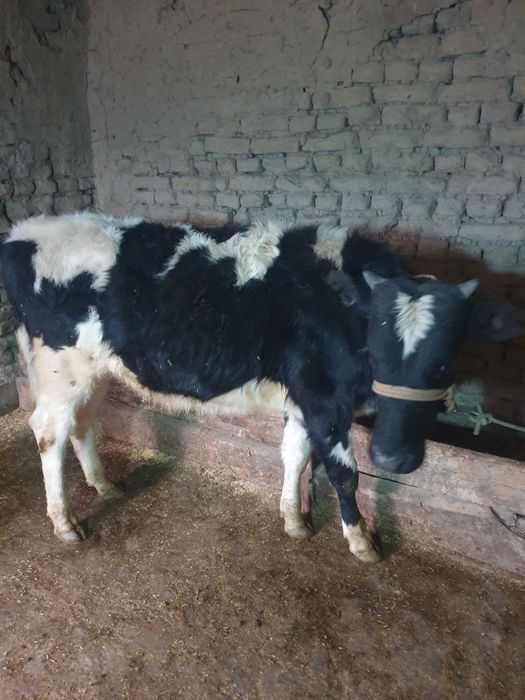 Букача сотилади бокишка