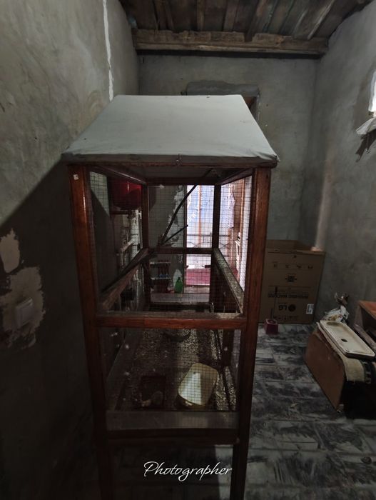 Korella qavpasi bilan