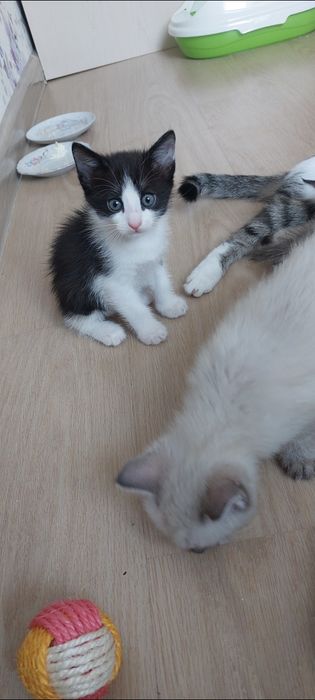 Котенок ищет дом ,2месяца 10дней