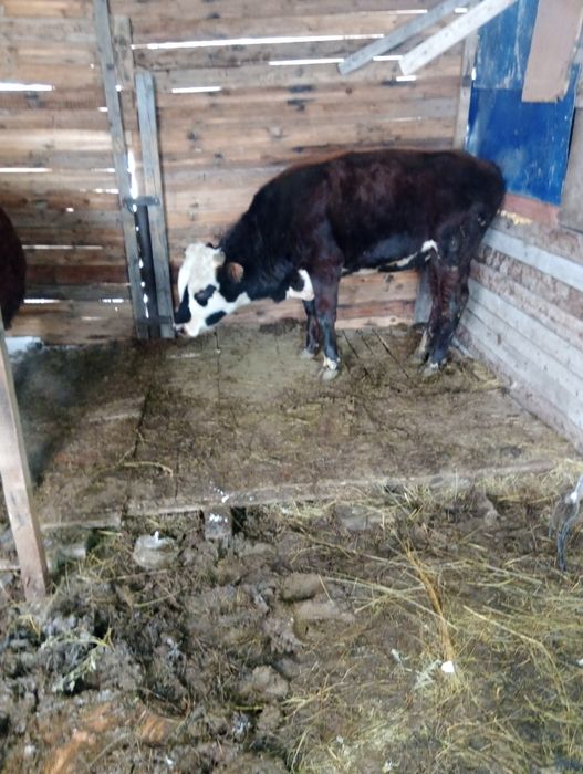 Продаю быка домашнее но