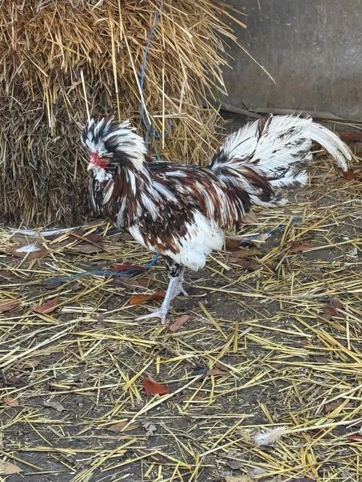 Vand cocosi - 2 paduana si 1 metis Ayam Cemany cu rasa mare alba