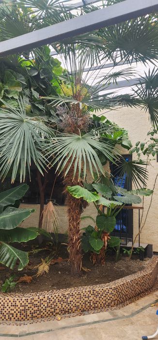 Washingtonia robusta (вашингтония мощная).