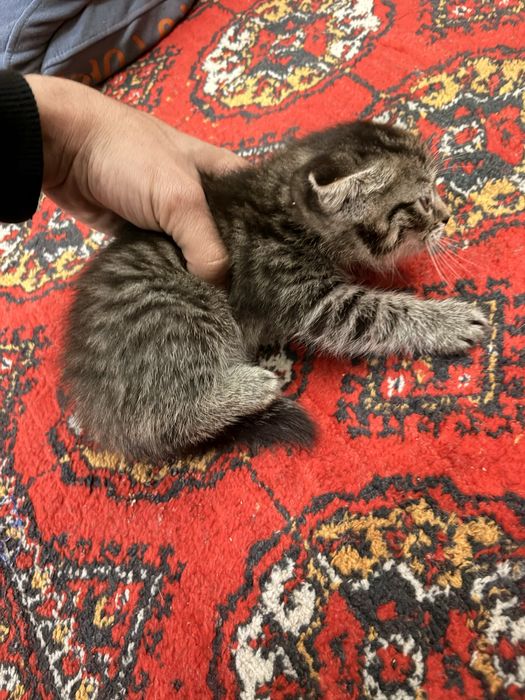 Котята кошка катёнок