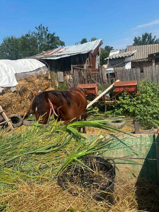 Cal de trei ani in Călui