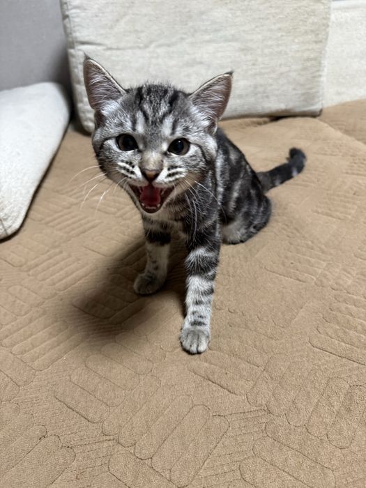 Продам котенка очень красивый