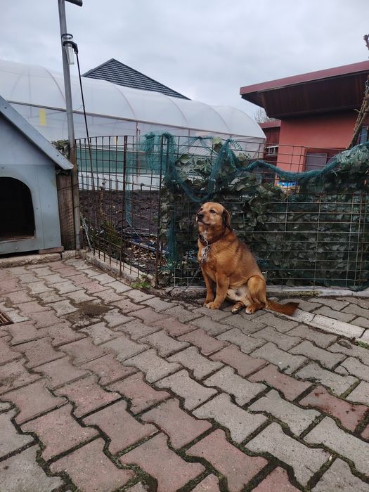 Donez Cățel blând 3 ani