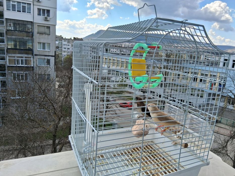 Продавам амадинки заедно с кафеса