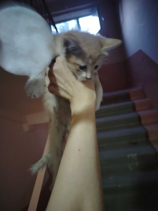 Котята бесплатно в добрые руки