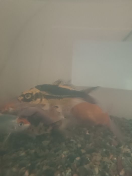 Продаются Коя карпы..