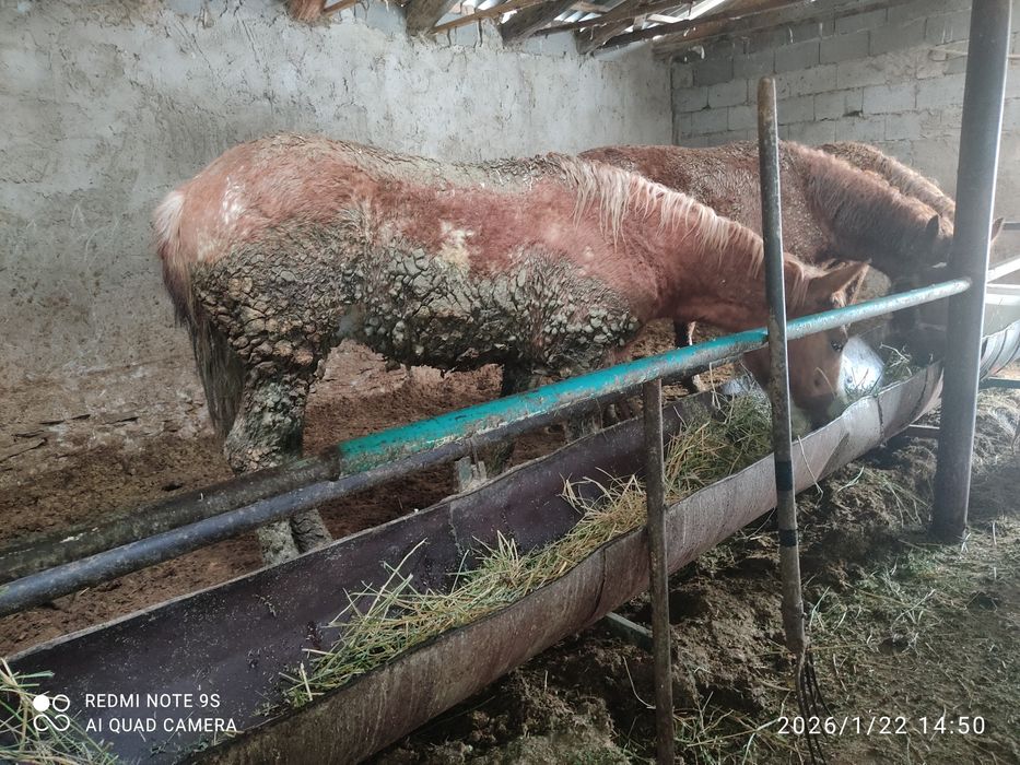 2 бас семіз құнан сатылады