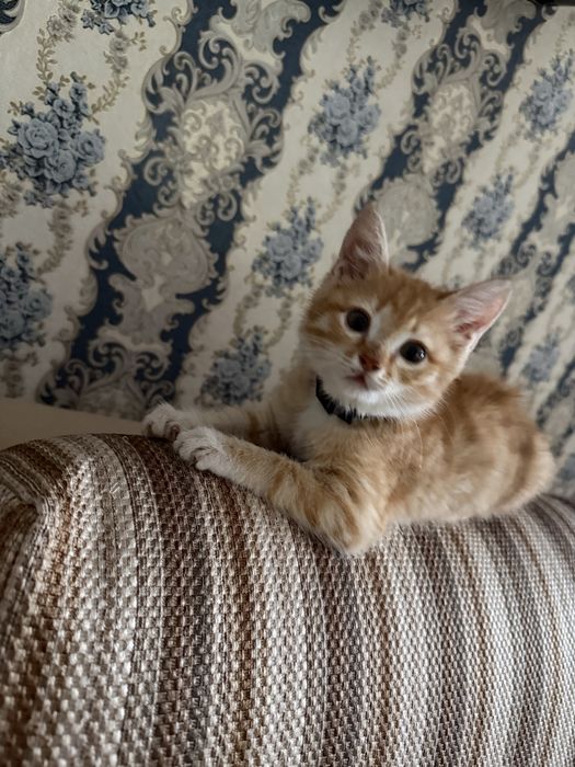 Отдам кота в хорошие руки