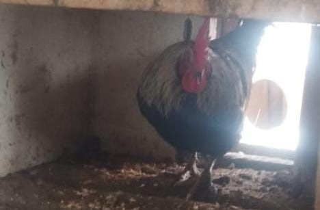 Продам  хороших петухов