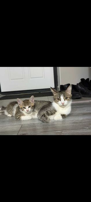 Кошка в добрые руки