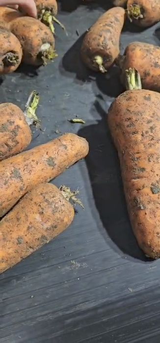 Морковь оптом овощи