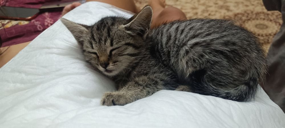 Маленький котёнок