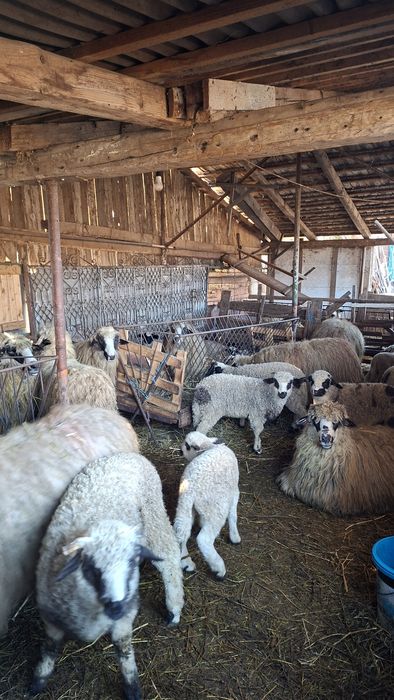 Vând 17 oi cu miei tinere