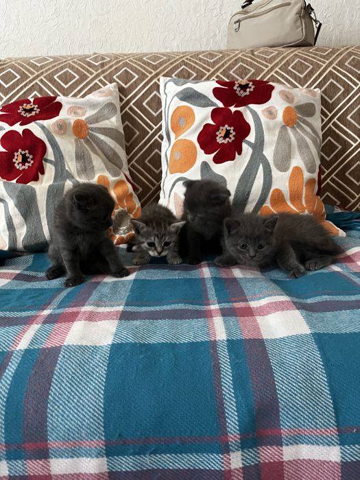 Веслоухие котята