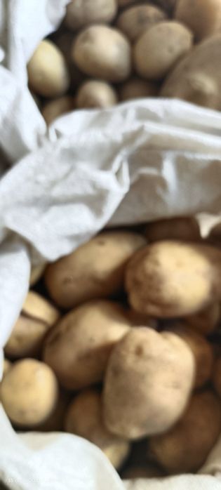 Продам Домашний картофельь
