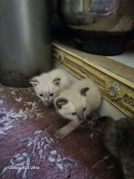 Красивые котята бесплатно!!!