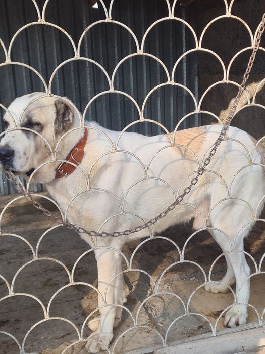 Продам алабай кабель