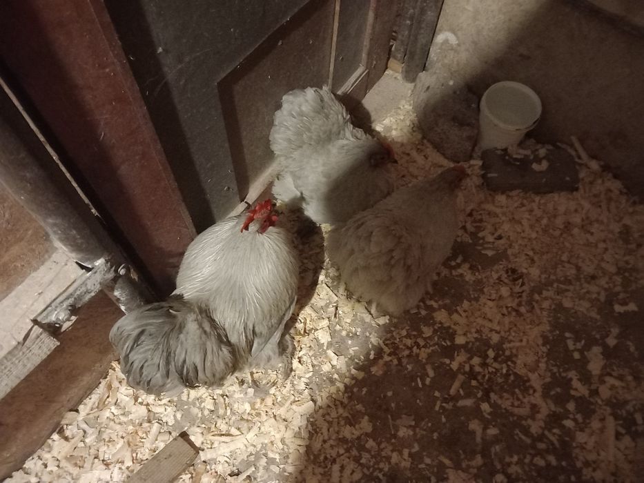 Cochinchina. Pitic Izabel