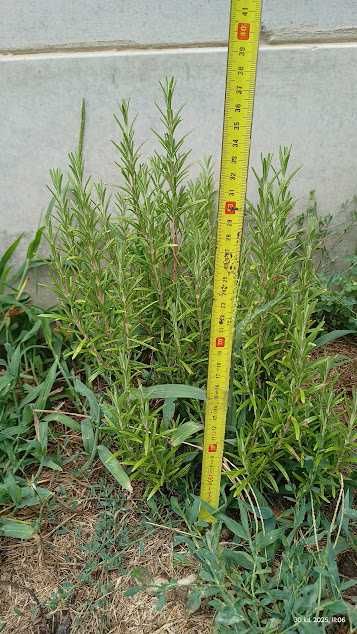 Arbore Cafea, Dafin, Rozmarin, Cherimoya - plante bio de la 50 lei